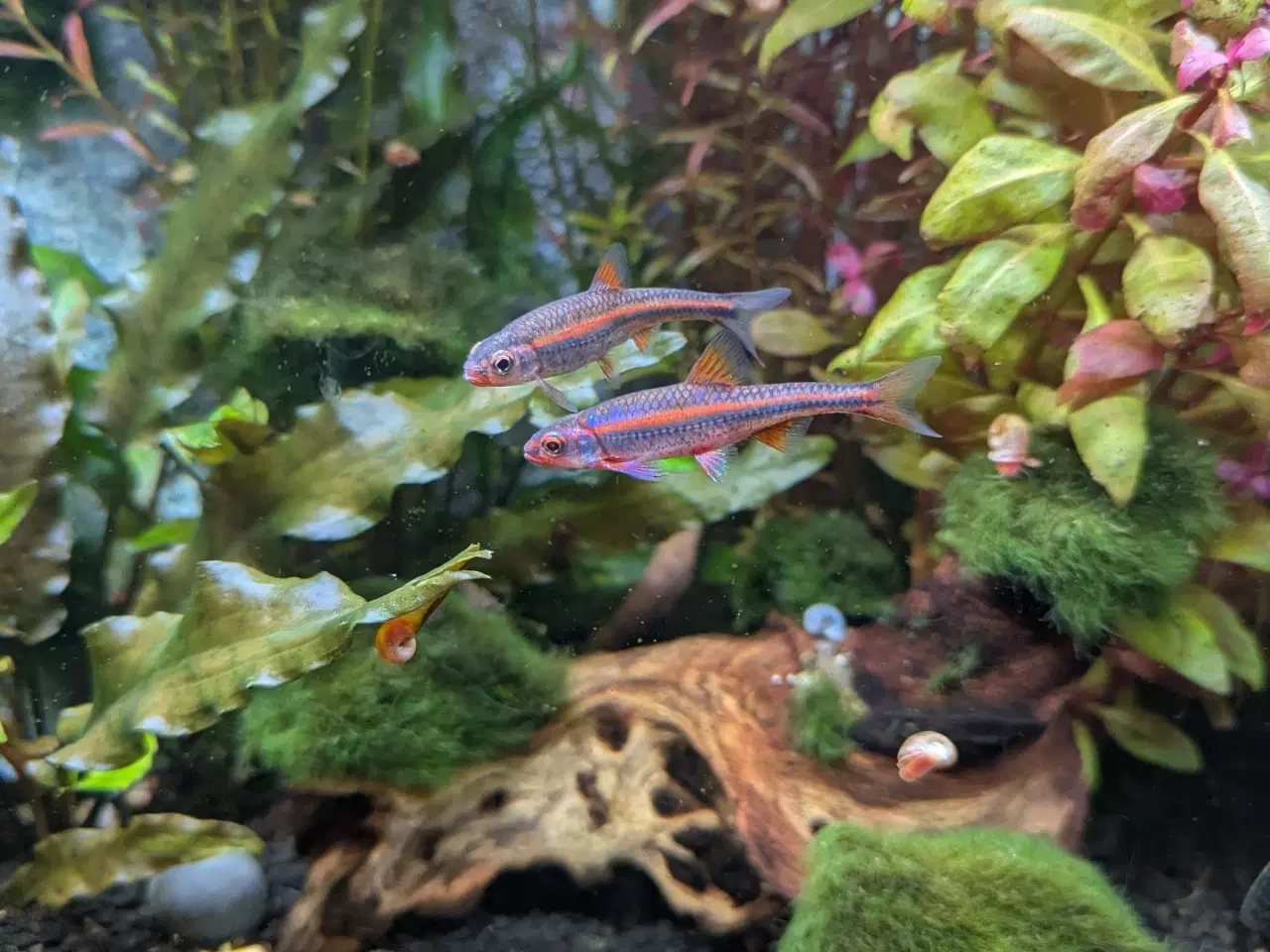 Billede 4 - Juwel akvarie 125L