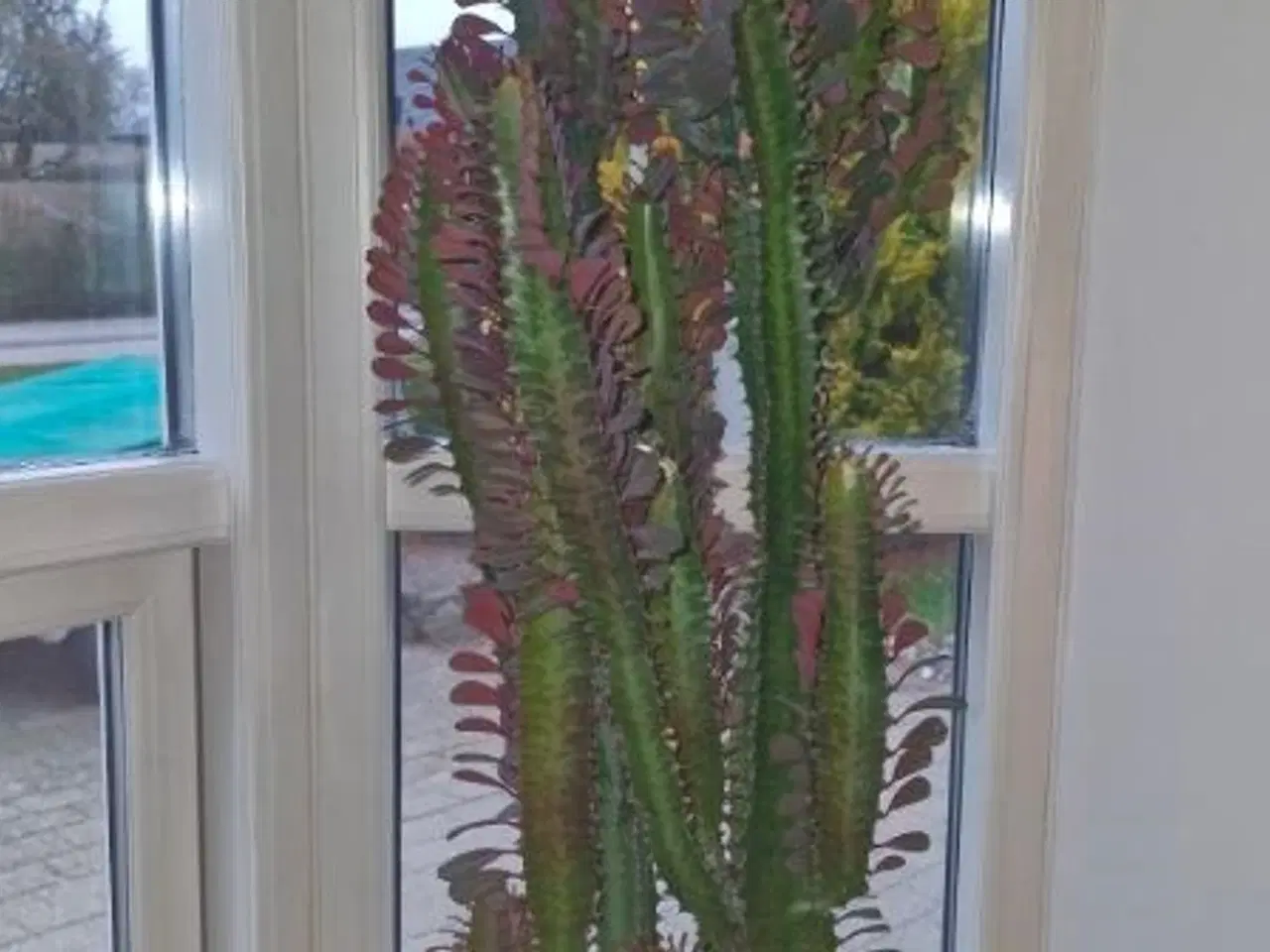 Billede 4 - Stueplante, Kaktus, Afrikansk Mælkebøg.