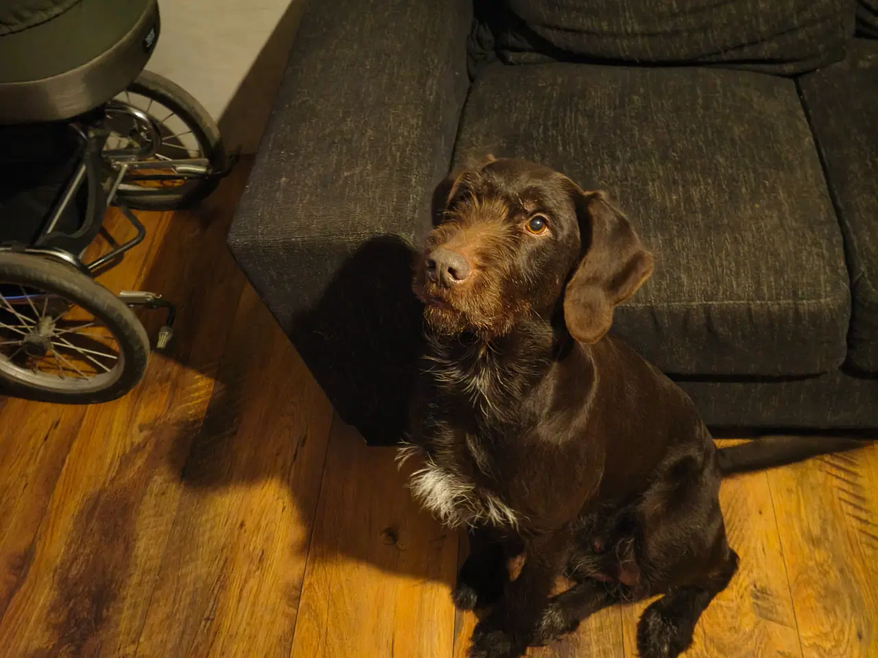 Billede 1 - Rulabber (Labrador/Ruhåret hønsehund).