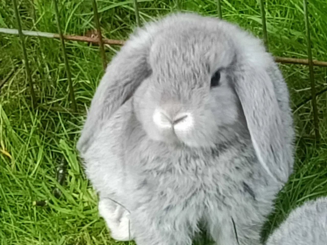 Billede 7 - Minilop/Dværg vædder unger.