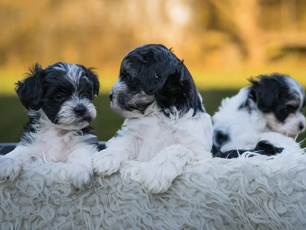 Billede 2 - Doodle Bamser