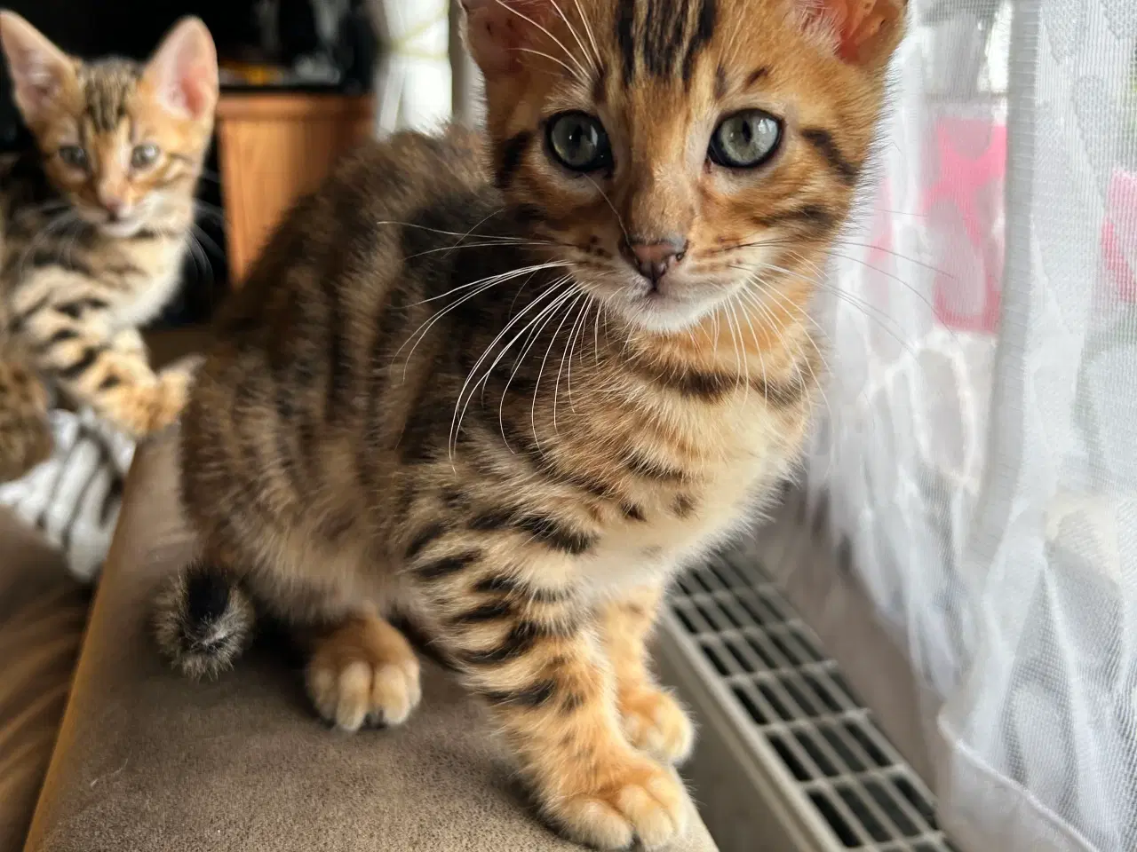 Billede 8 - Bengal Kitten 
