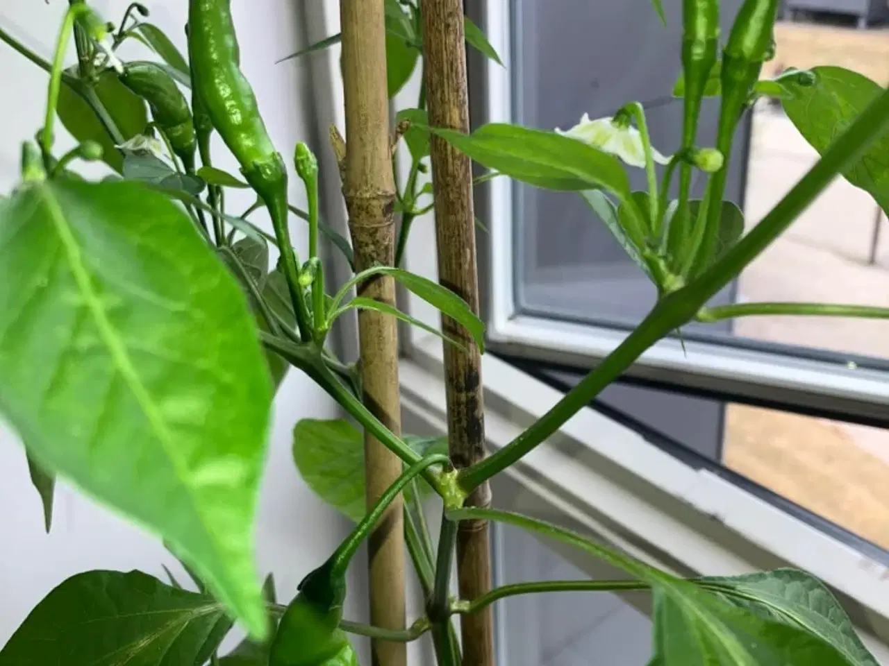 Billede 5 - Chili frø - 5 slags - 5 kr pr pose