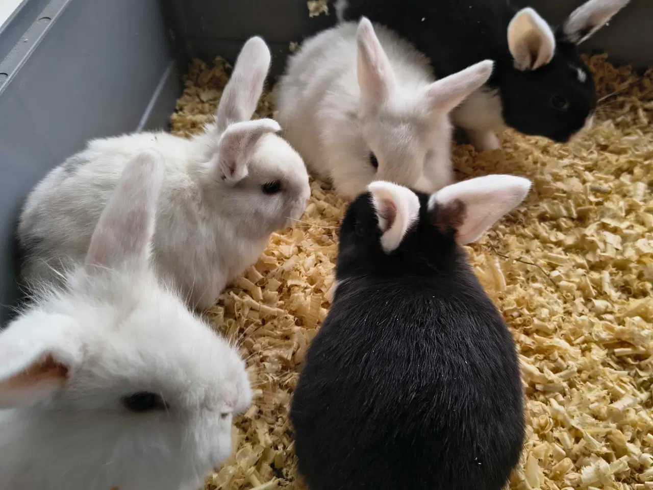 Billede 1 - Unger på 8 uger