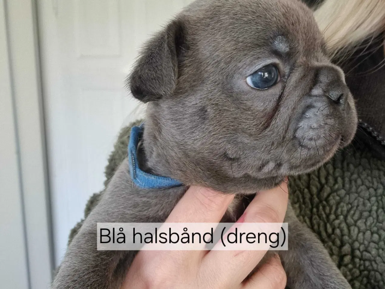 Billede 4 - Fransk bulldog hvalpe