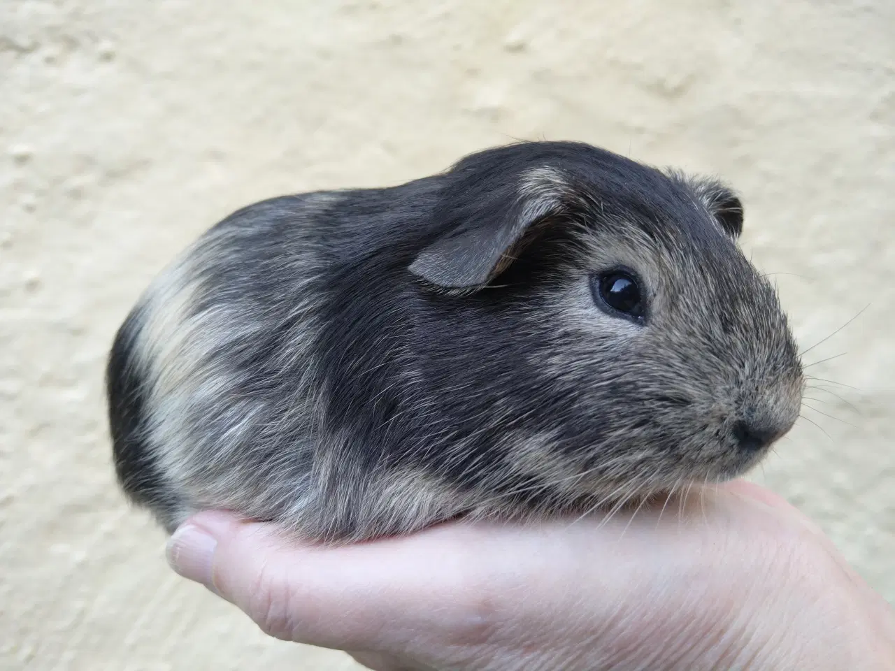 Billede 2 - 2 smukke og meget tamme brødre