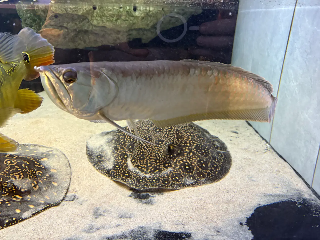 Billede 4 - Silver Arowana 