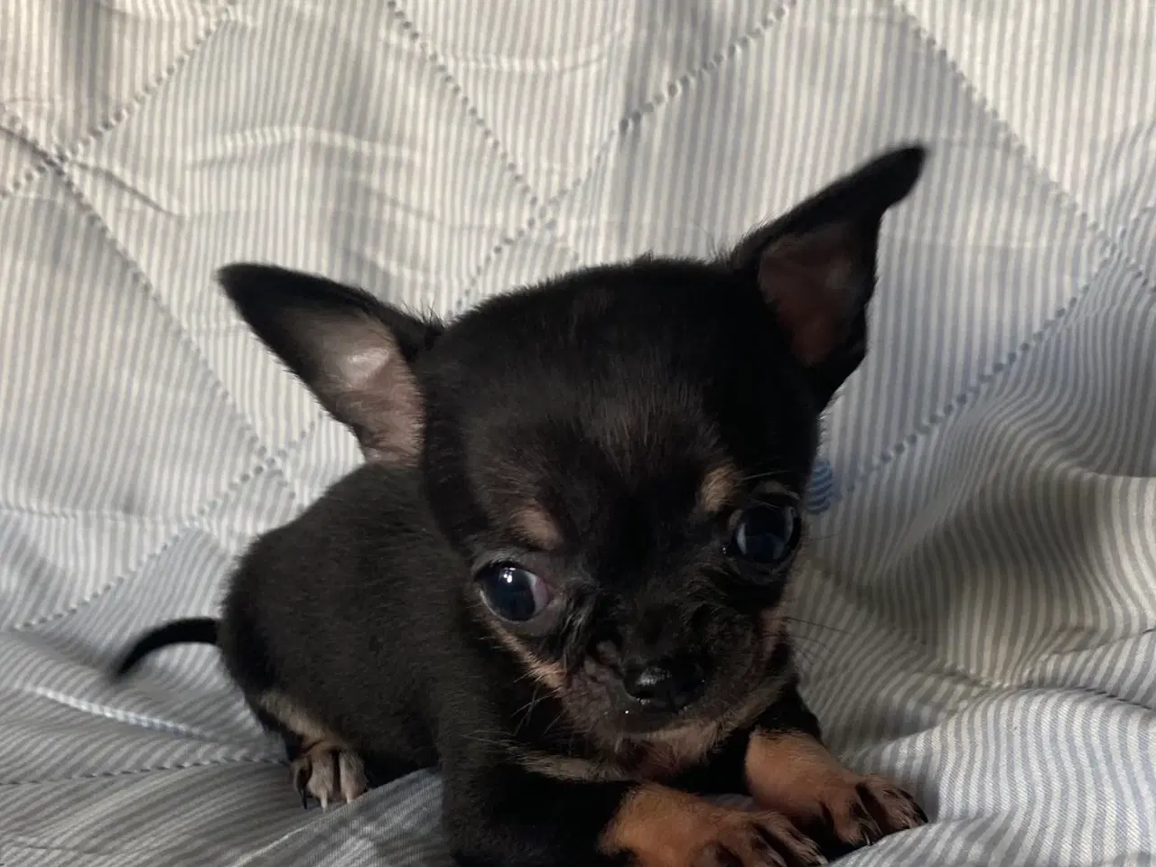 Billede 11 - 3 søde, små hvalpe efter pomeranian og chihuahua