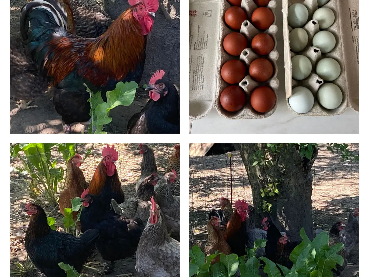 Billede 1 - Daggamle kyllinger stor race farvede æg. 