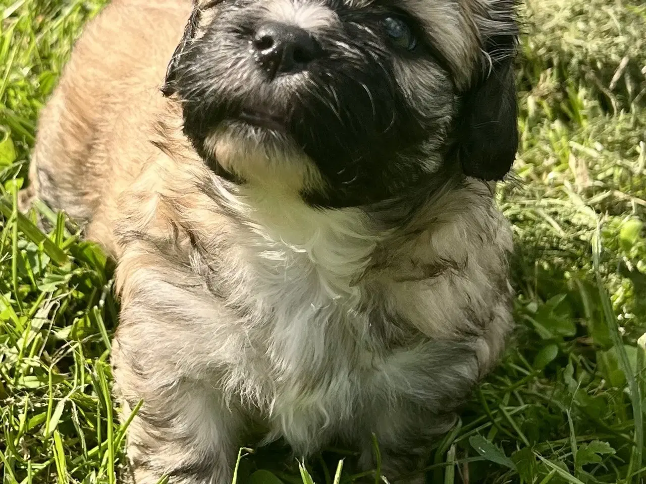 Billede 9 - Allergivenlige blandingshvalpe Pudel / Shih Tzu