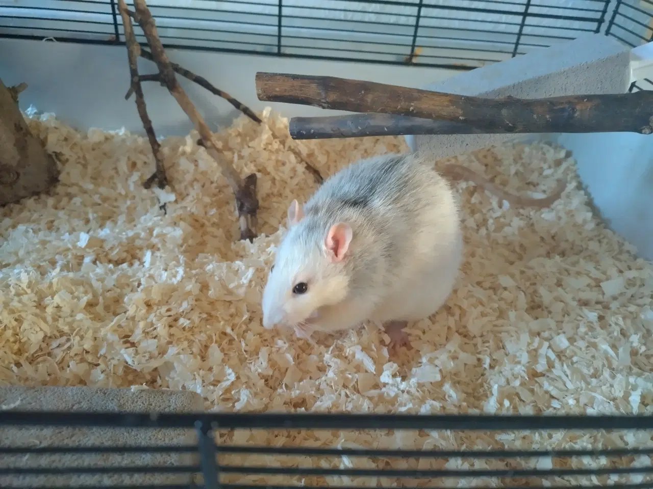 Billede 2 - Tamrotter (4 Drenge),(2 Piger)