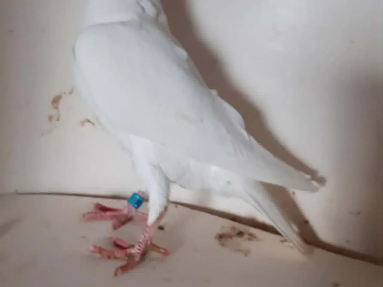 Billede 2 - Brevduer unger med DFK ringe og stamtavle