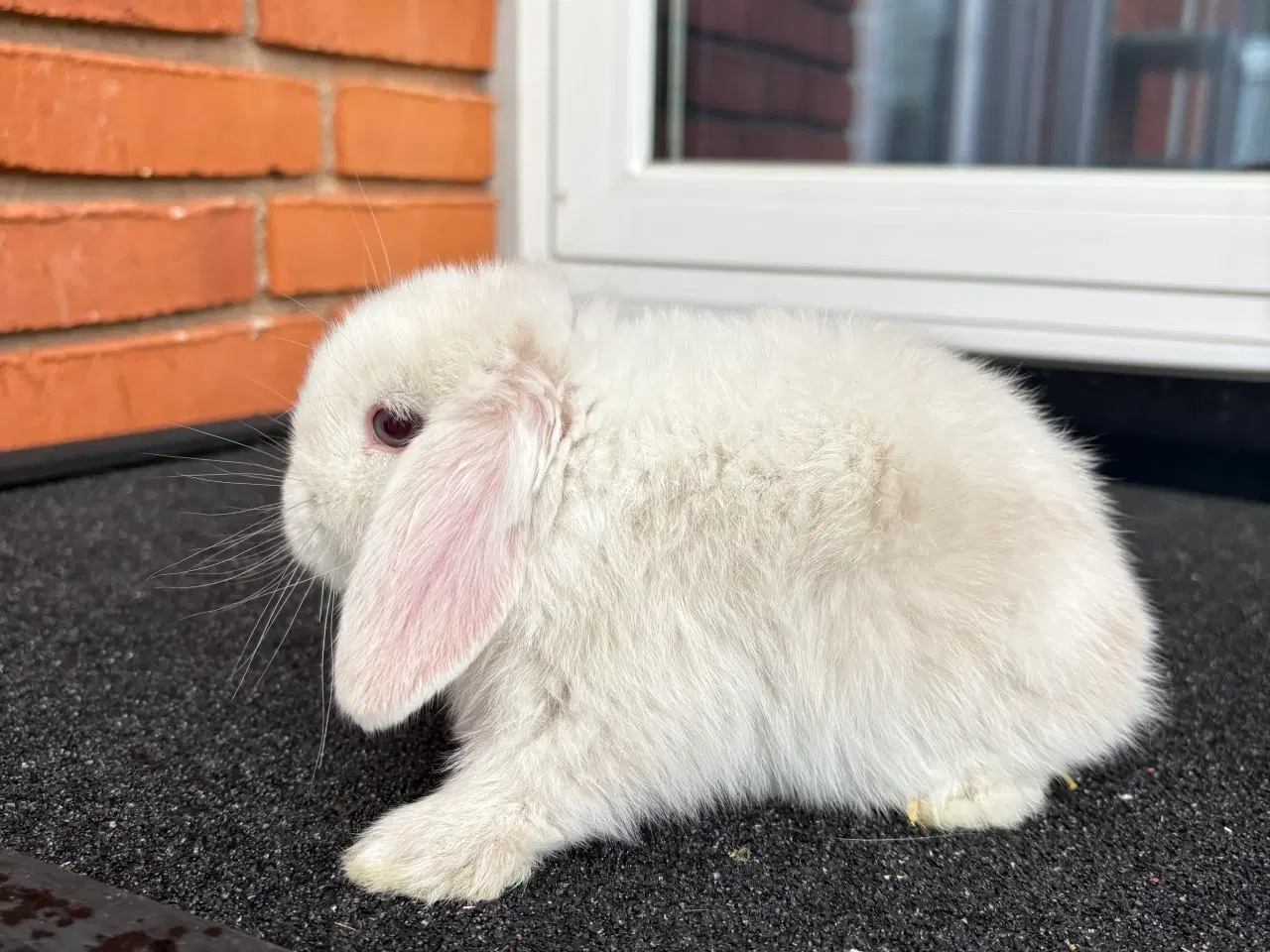 Billede 5 - Mini lop hun kanin
