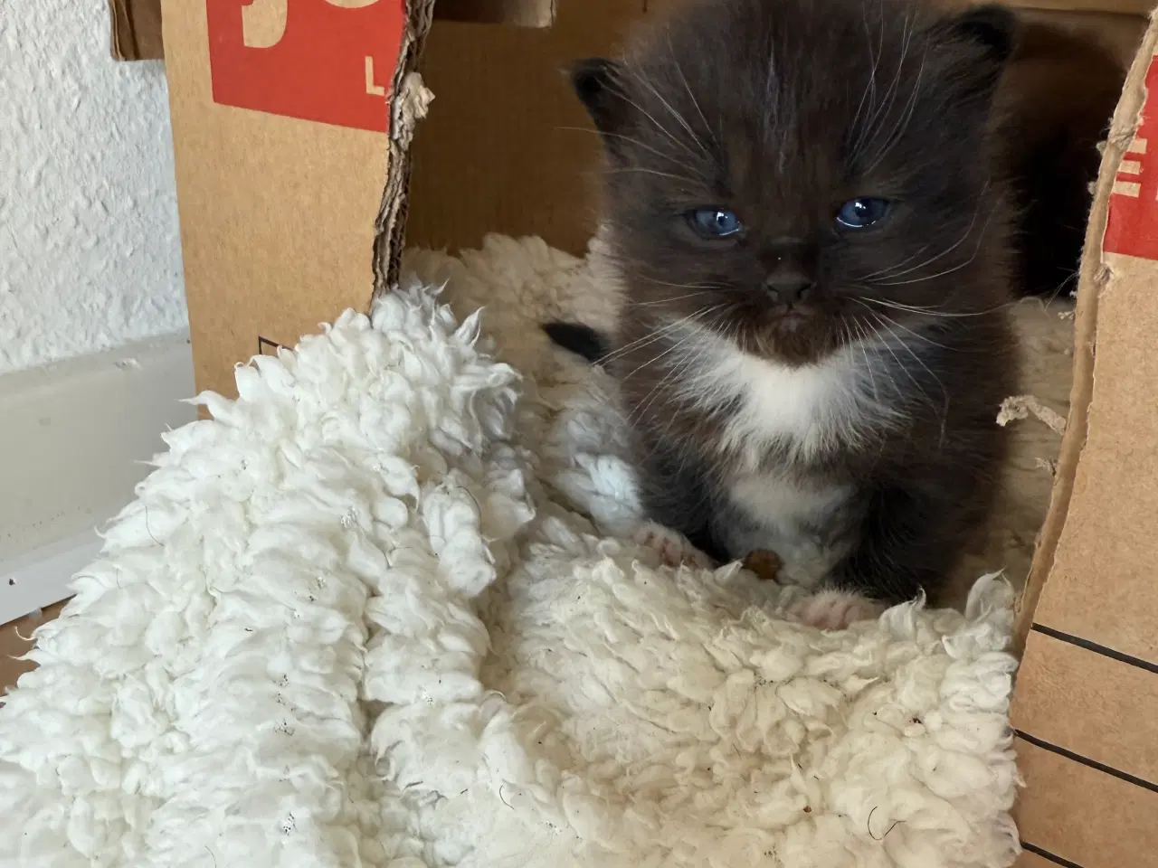 Billede 6 - British shorthair & perser kiling   