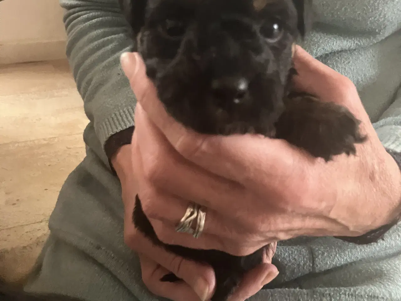 Billede 2 - Havapoo hvalpe sælges