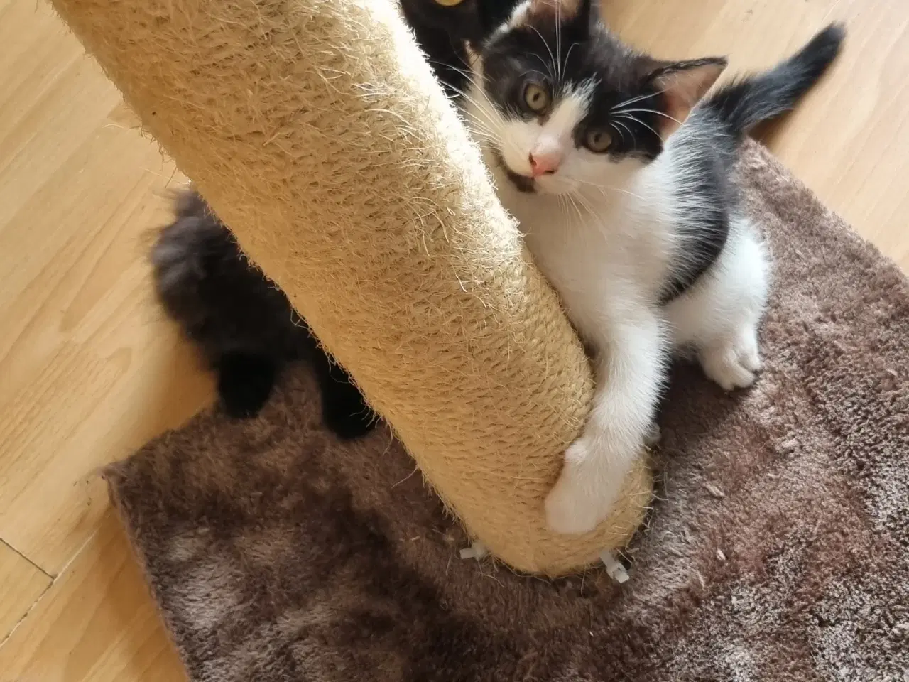 Billede 4 - Søde Katte killinger.
