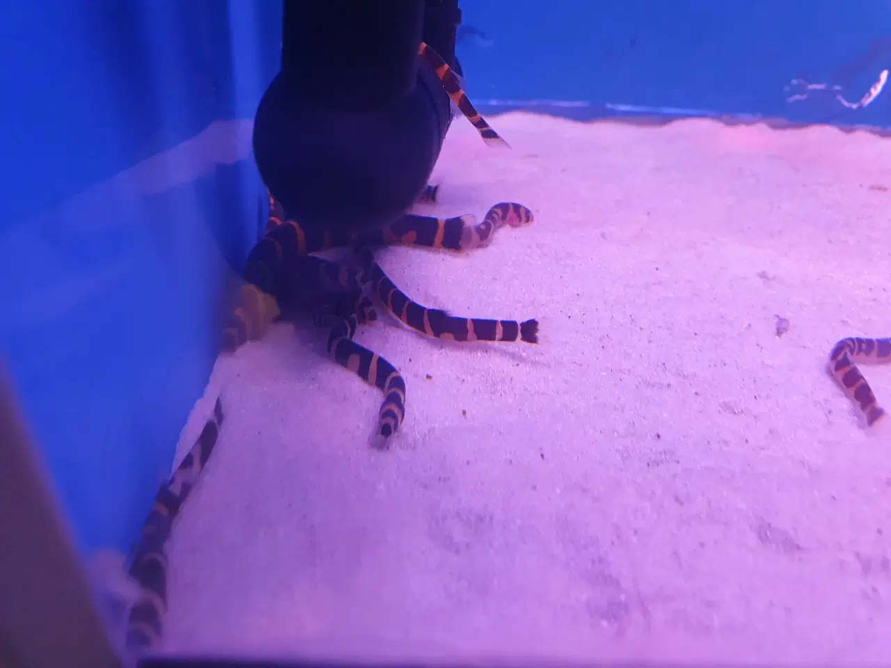 Billede 2 - **Kuhli ål til salg 🐟✨🌊**