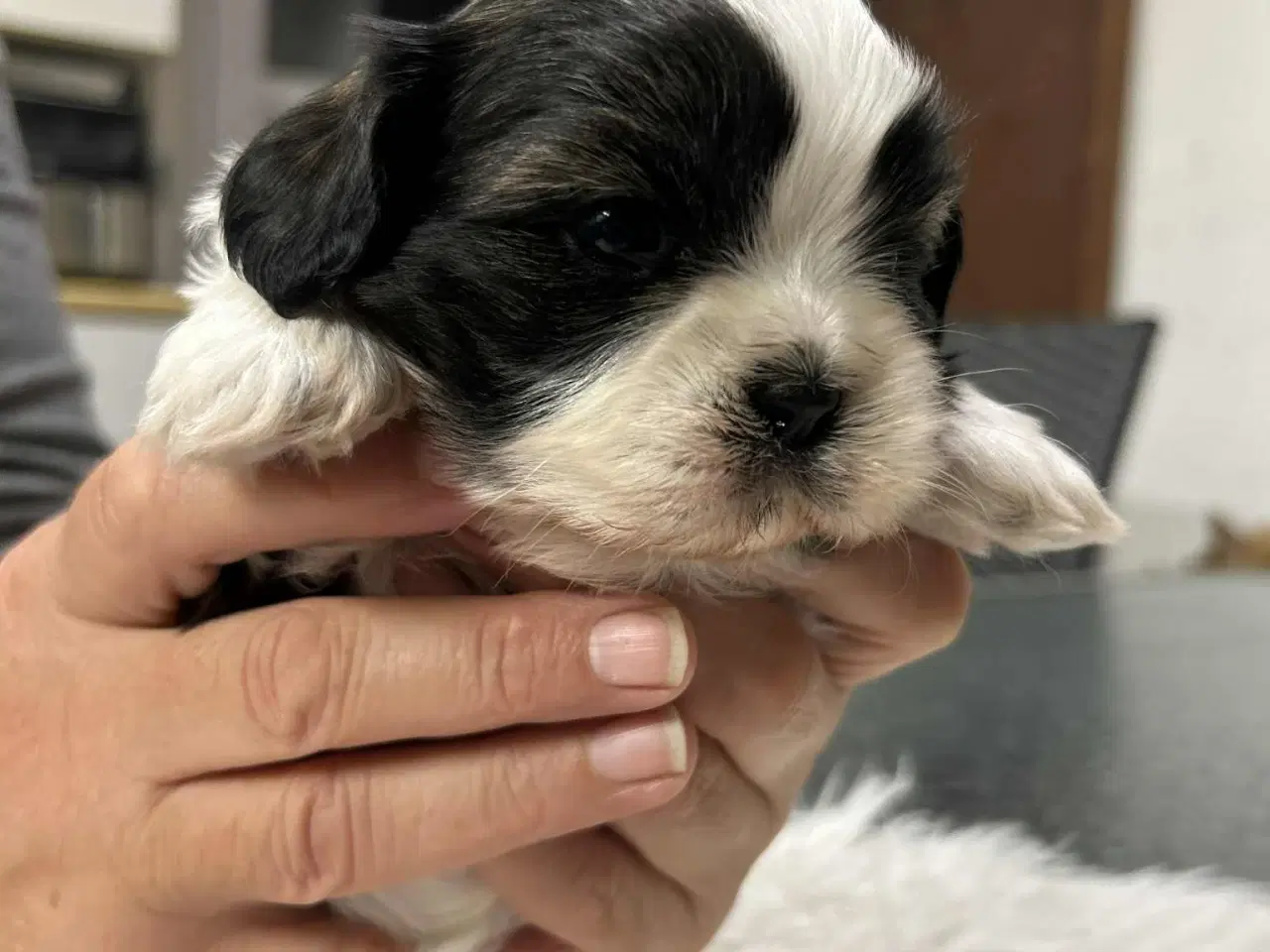 Billede 4 - Shih Tzu hvalpe