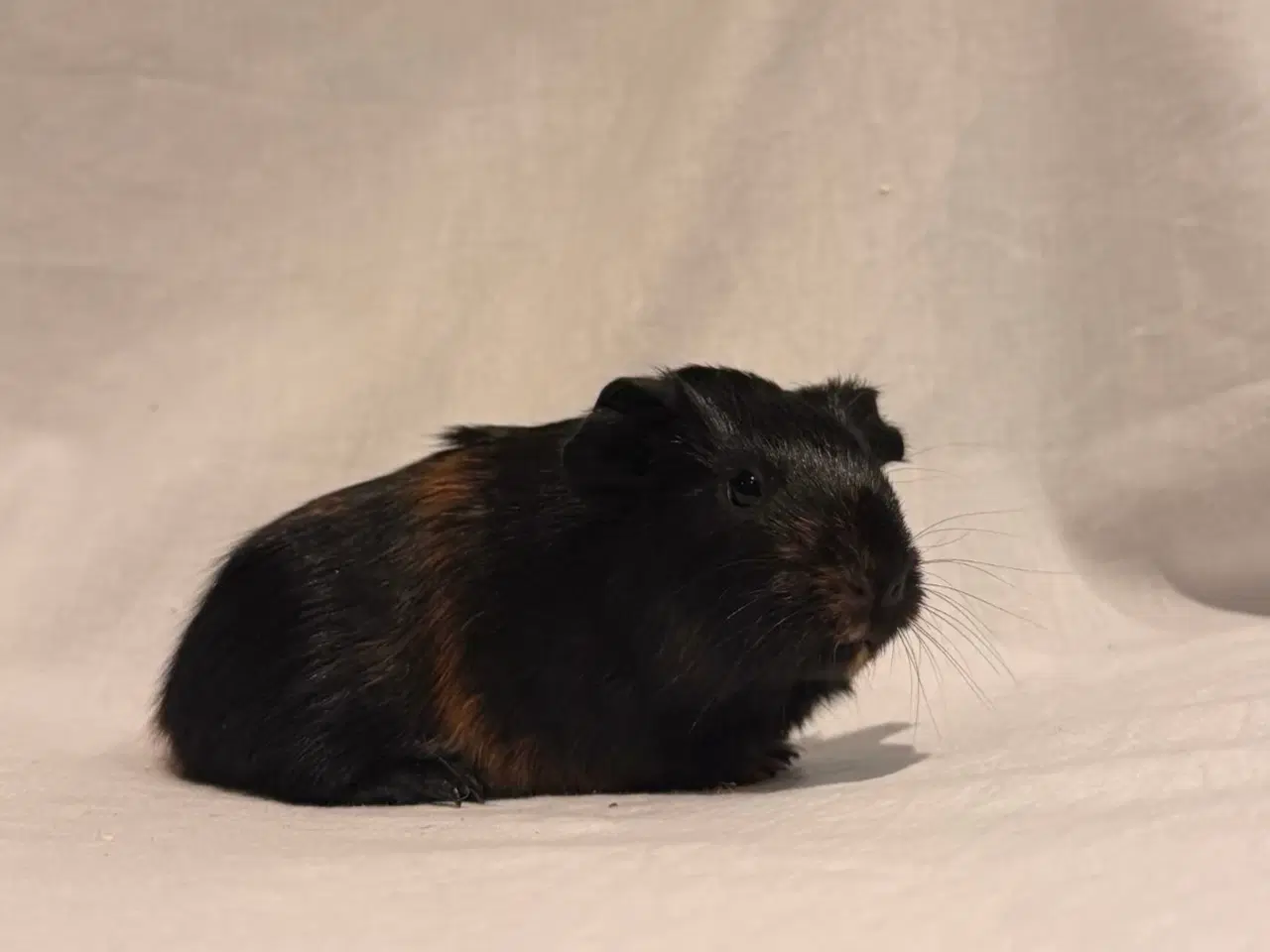 Billede 2 - Marsvin hanunge