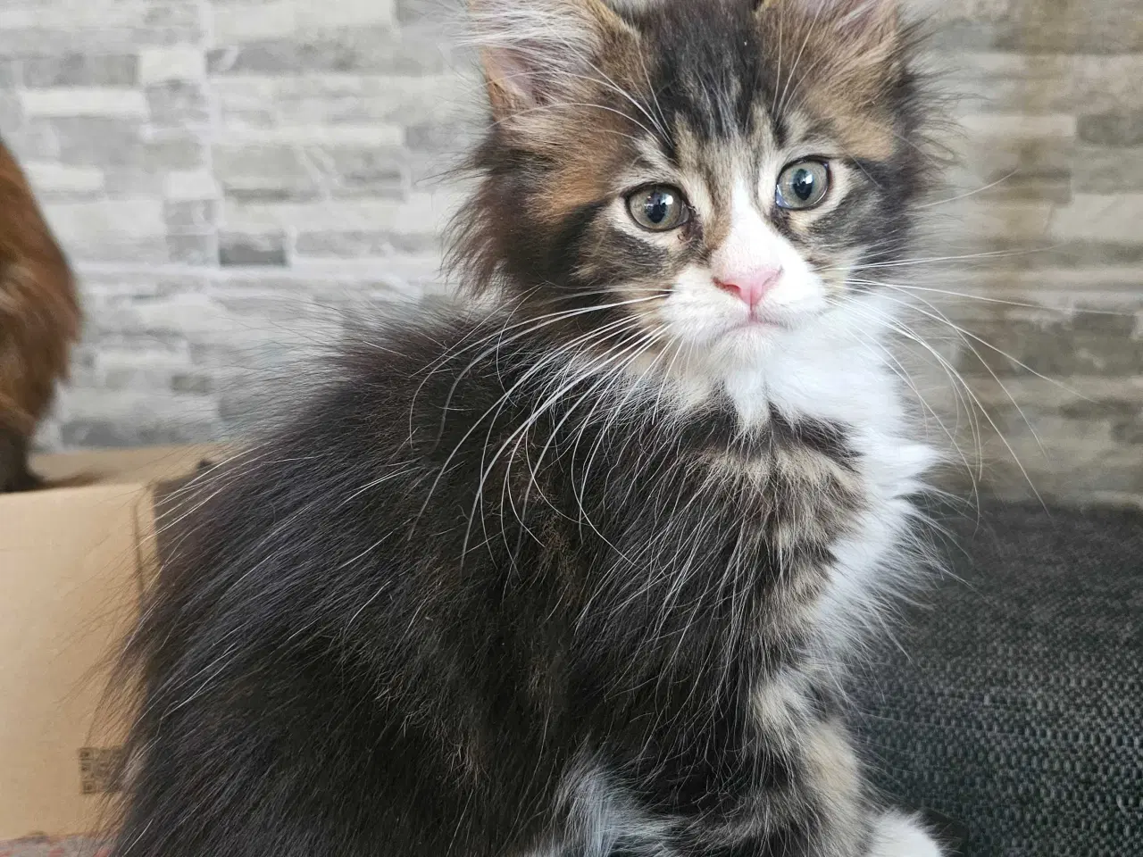 Billede 4 - Maine Coon killing m/stamtavle 