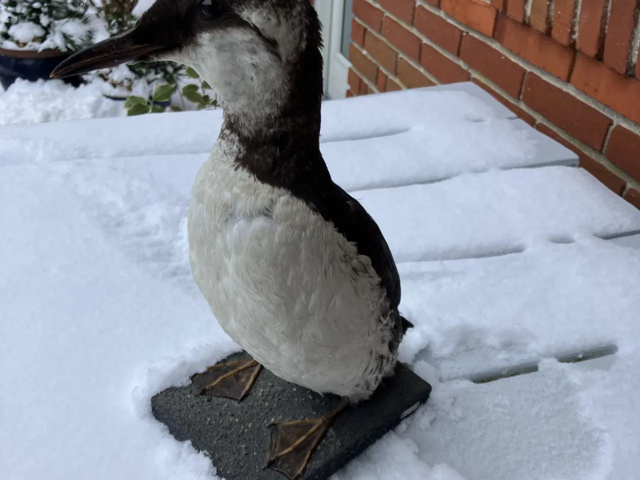 Billede 1 - Udstoppet Lomvie af konservator