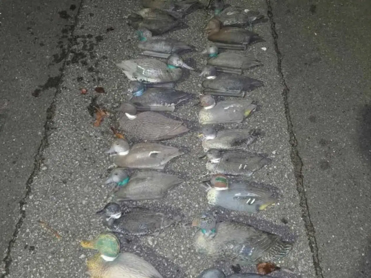 Billede 4 - 22 blandede lokkeænder – Rigget og klar til jagt