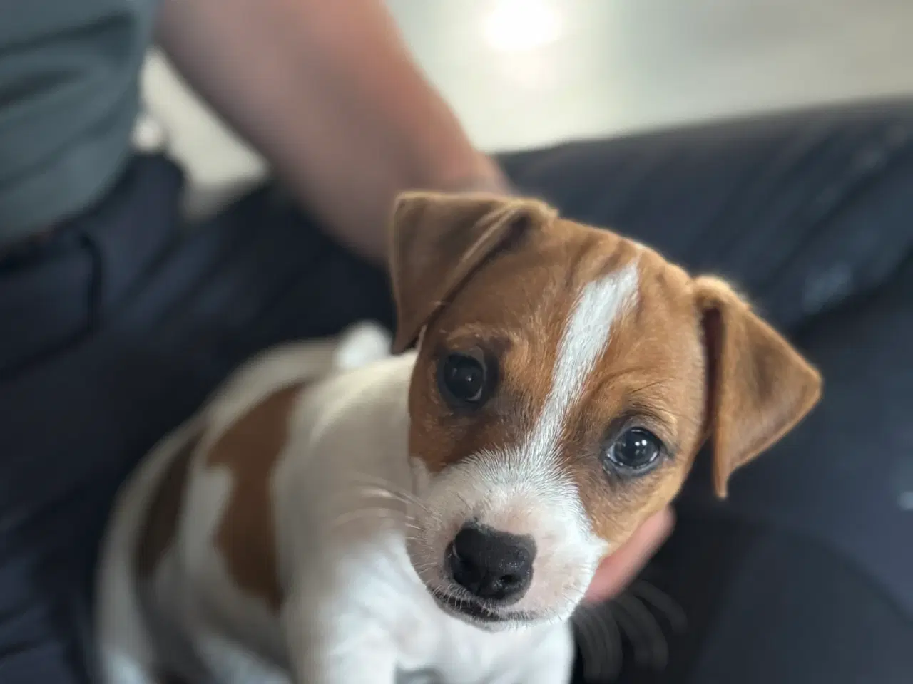 Billede 4 - Jack Russel hvalpe