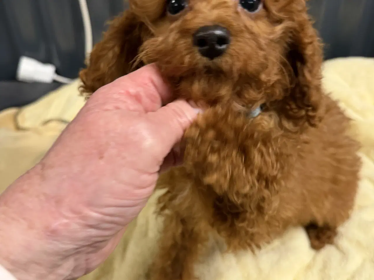 Billede 4 - Amerikanske Cockapoo ministure 