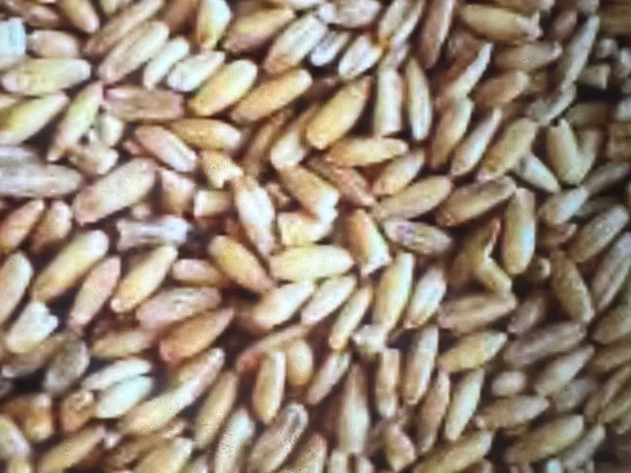 Billede 1 - Havre sælges 1 kr/kg