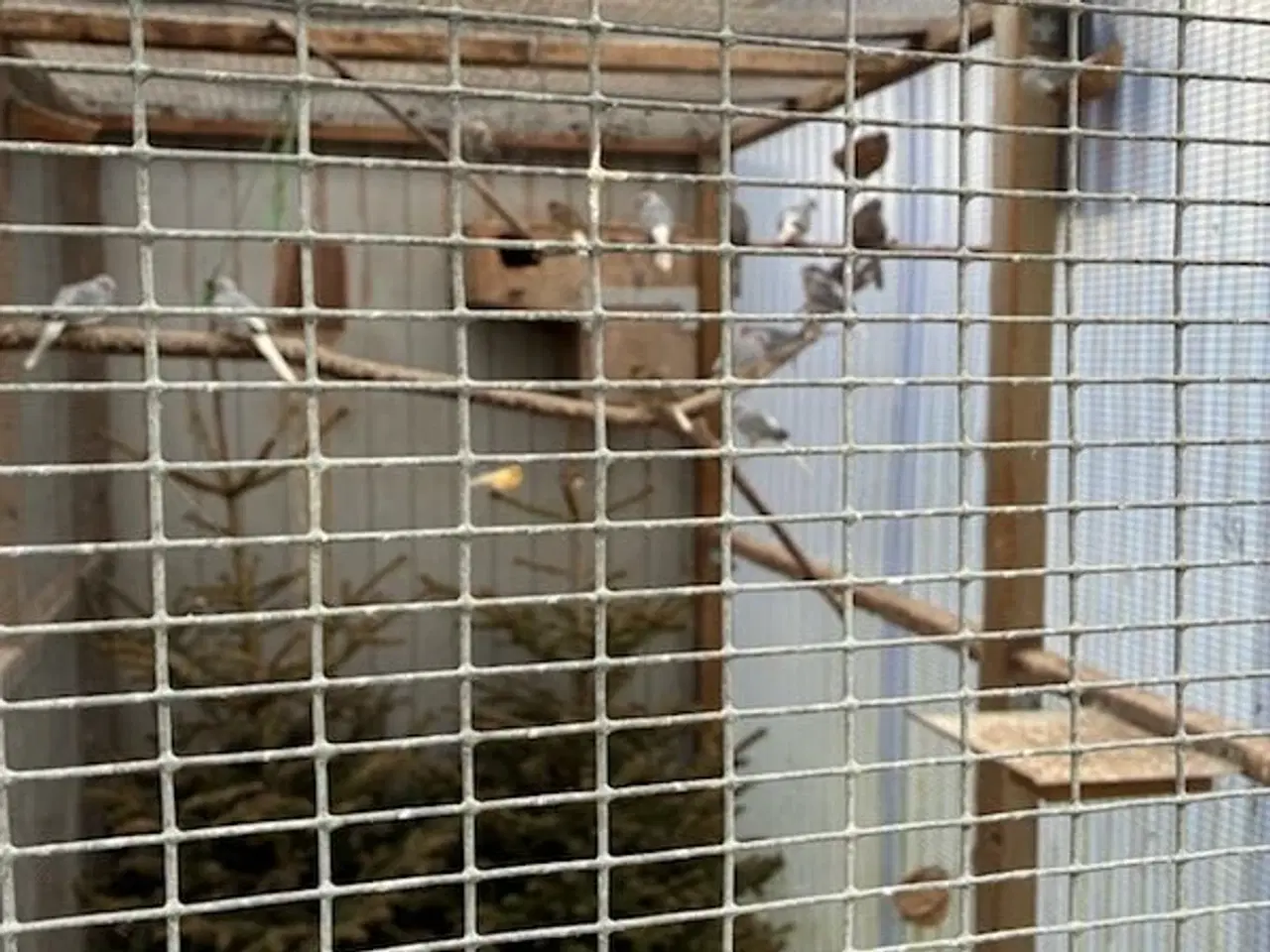 Billede 3 - Diamant duer i ude voliere