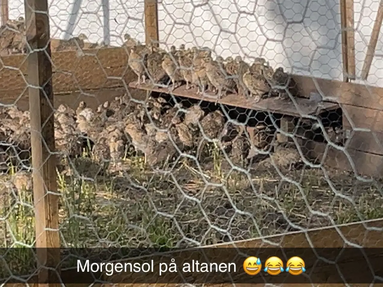 Billede 2 - Fasaner 6uger klar fra uge 24 til uge 35