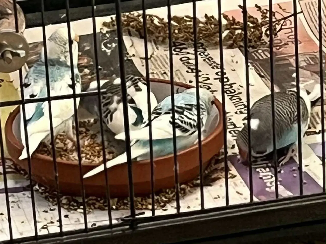 Billede 1 - 4 australsk-broget himmelblå undulatunger