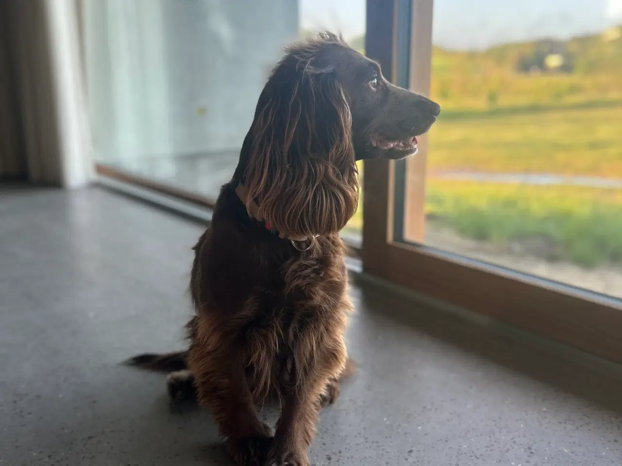 Billede 2 - Ft cocker spaniel hvalpe
