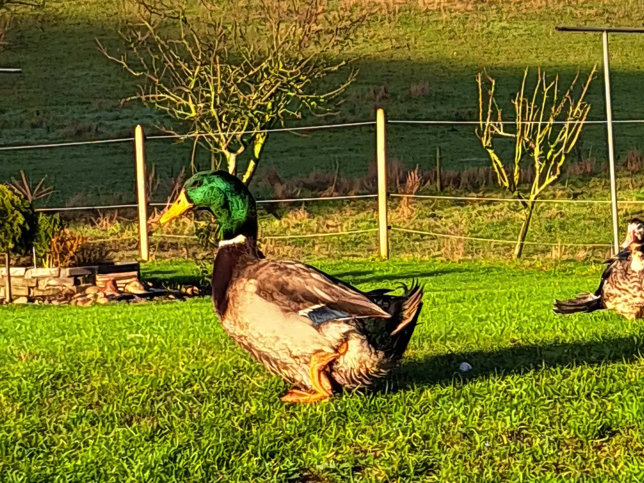 Billede 3 - Rouen Andrik