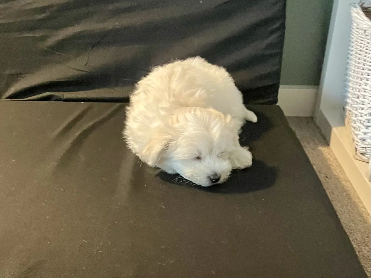 Billede 3 - Malteserhvalp, tæve, 3 mdr