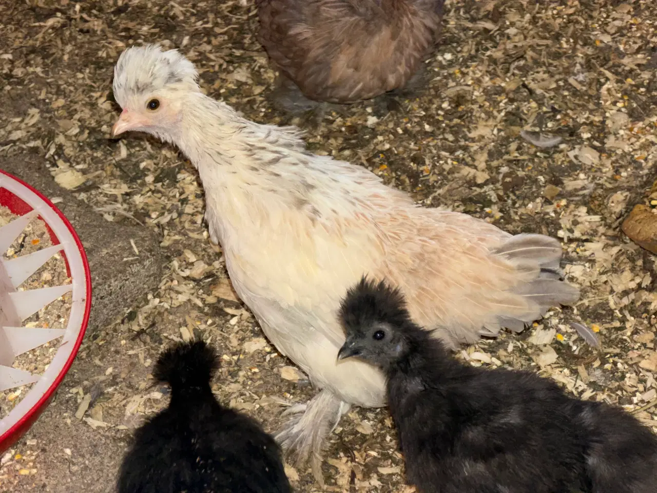 Billede 3 - 3 silker og 4 top blandings høne kyllinger