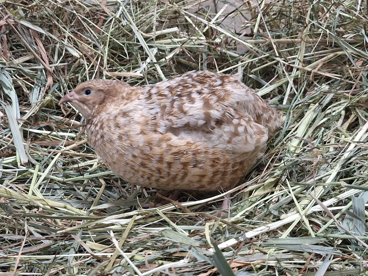 Billede 8 - Jumbo vagtler 