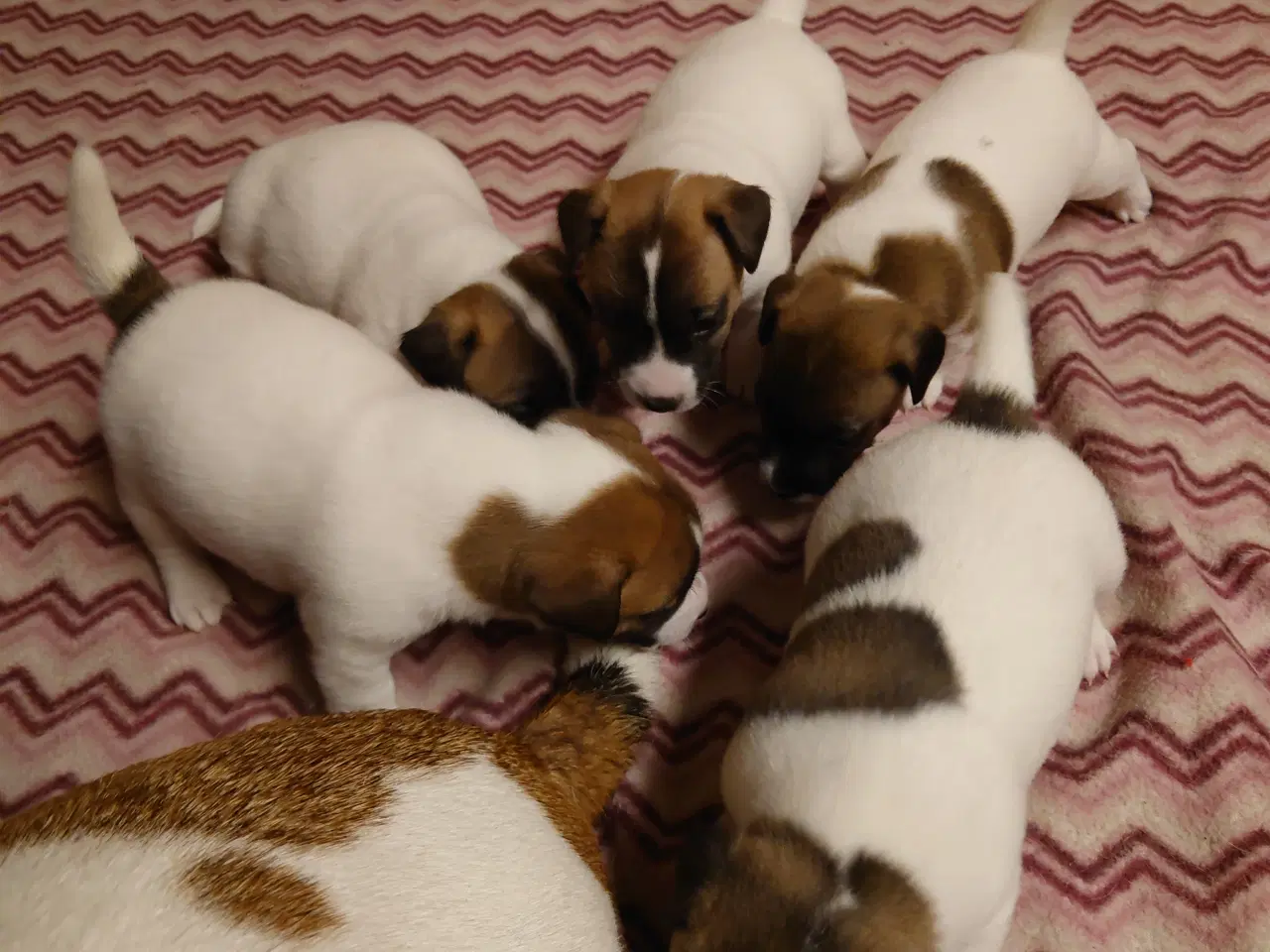 Billede 1 - Jack Russel hvalpe (lavbenet type)