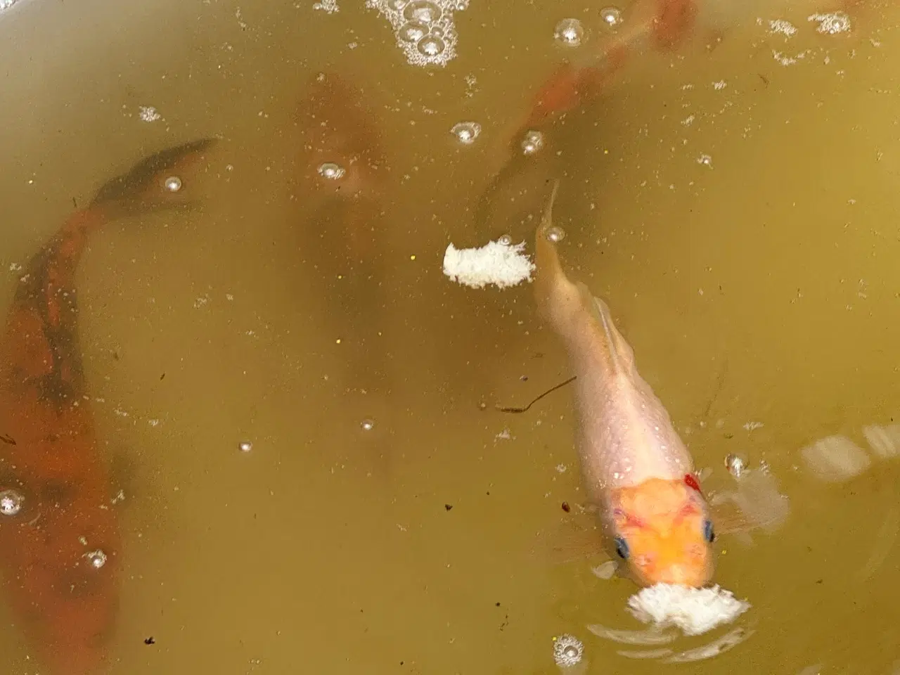 Billede 2 - Koi karper 