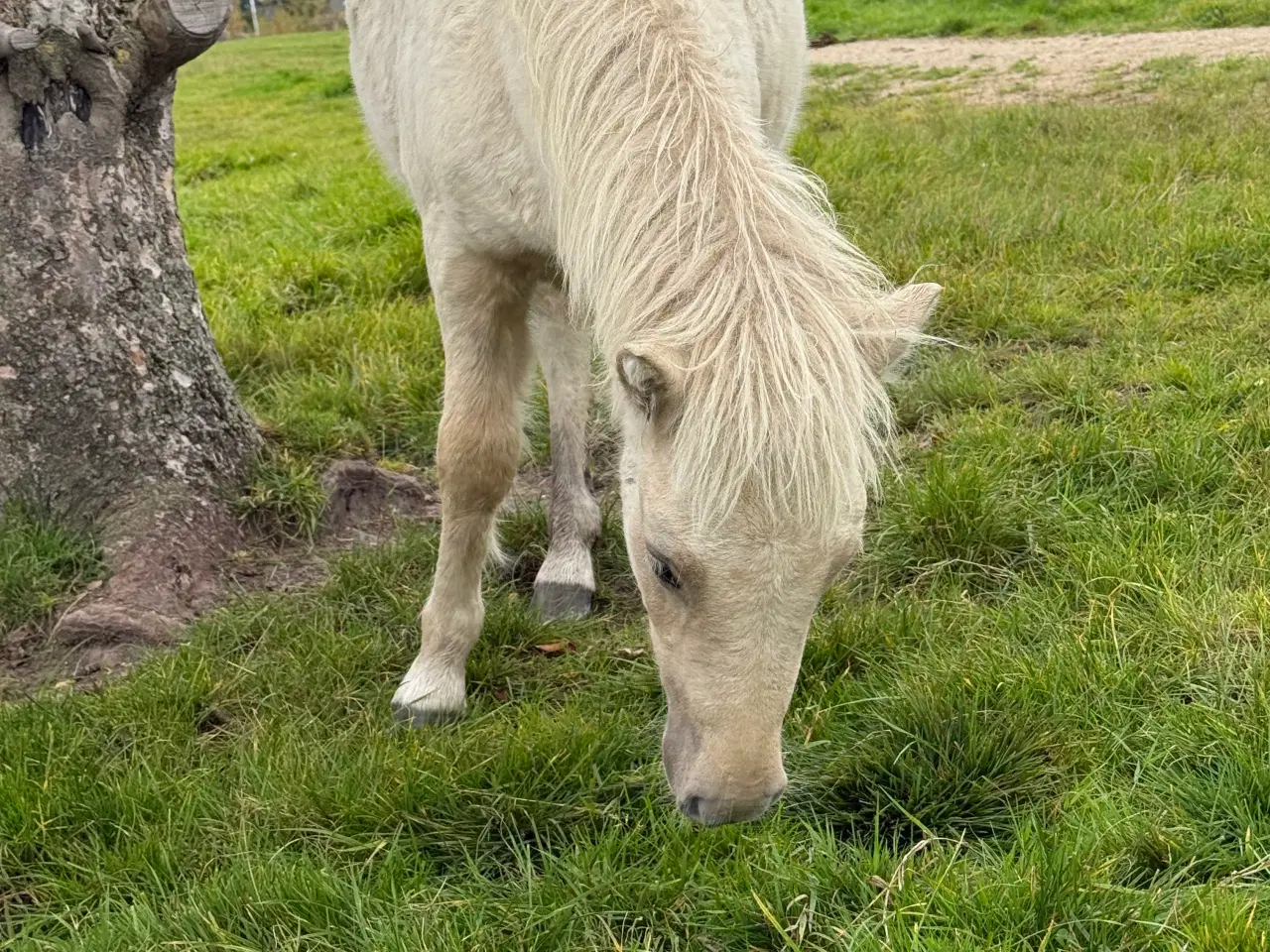 Billede 4 - Palomino shetlænder 