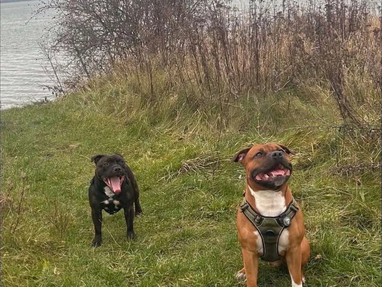 Billede 8 - Engelske stafford Bull terrier stadfy