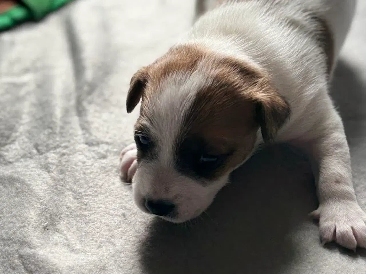 Billede 8 - Jack Russell med sjæl og stil