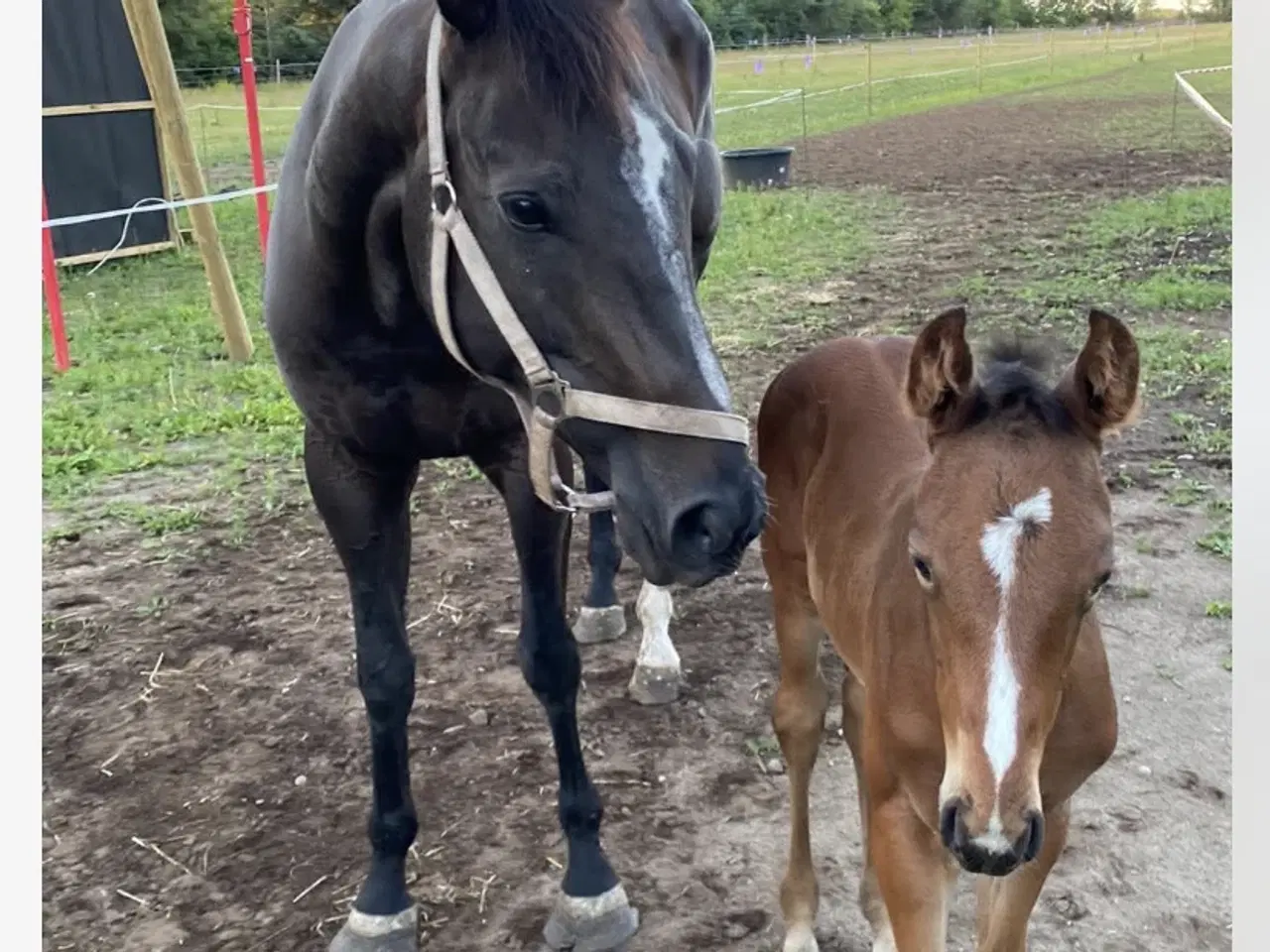 Billede 6 - Fuldblodsvallak, 3 år