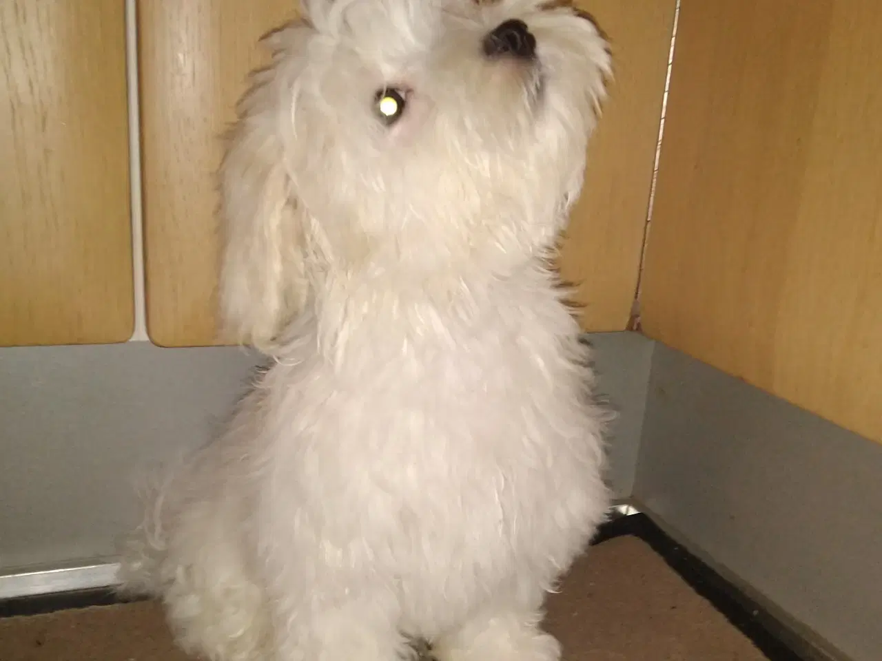 Billede 8 - Coton de Tulear 