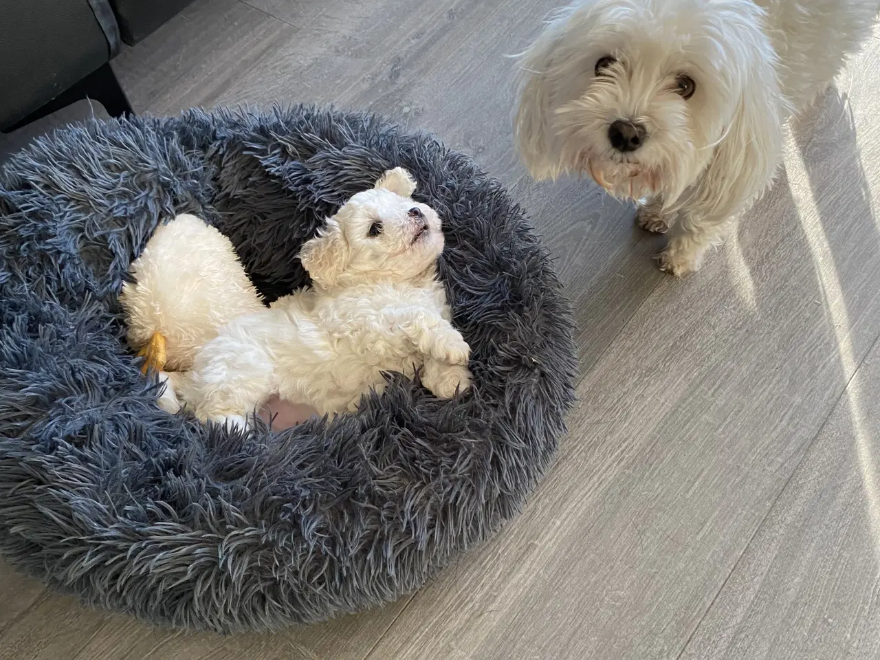 Billede 6 - Hunhund sælges.