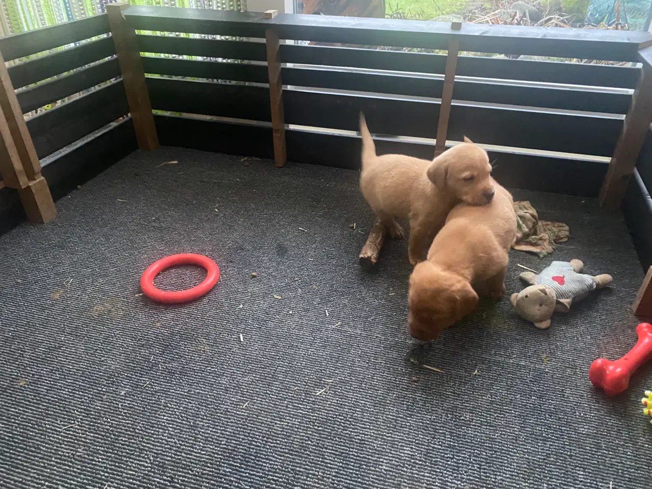 Billede 2 - Labrador Red Fox hvalpe