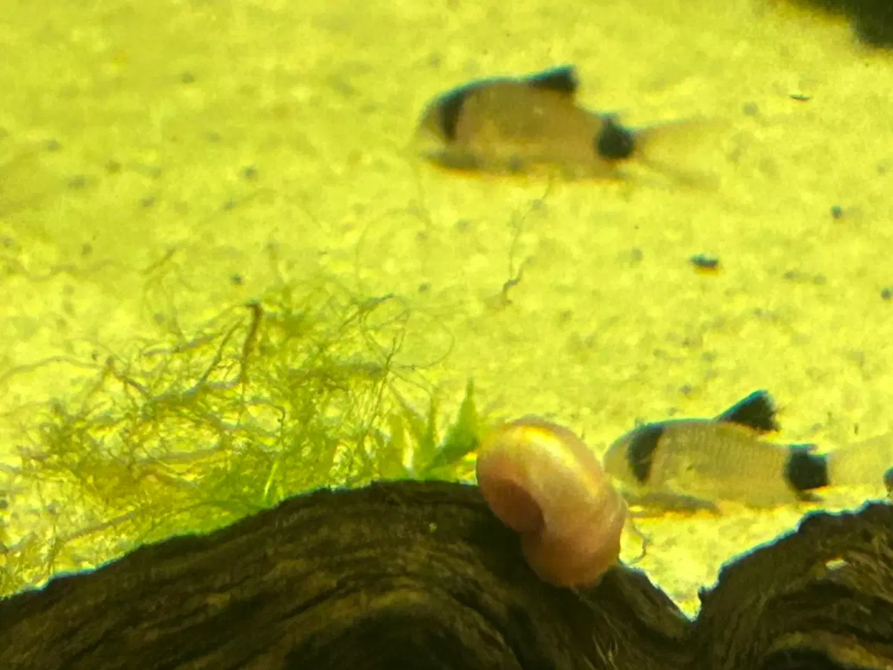 Billede 5 - 🐼🐟 Panda pansermaller – Sunde og aktive | Viby j