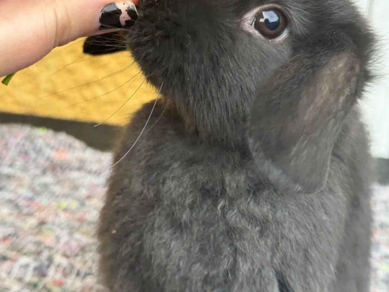 Billede 6 - Han Dværgvædder unge sælges 