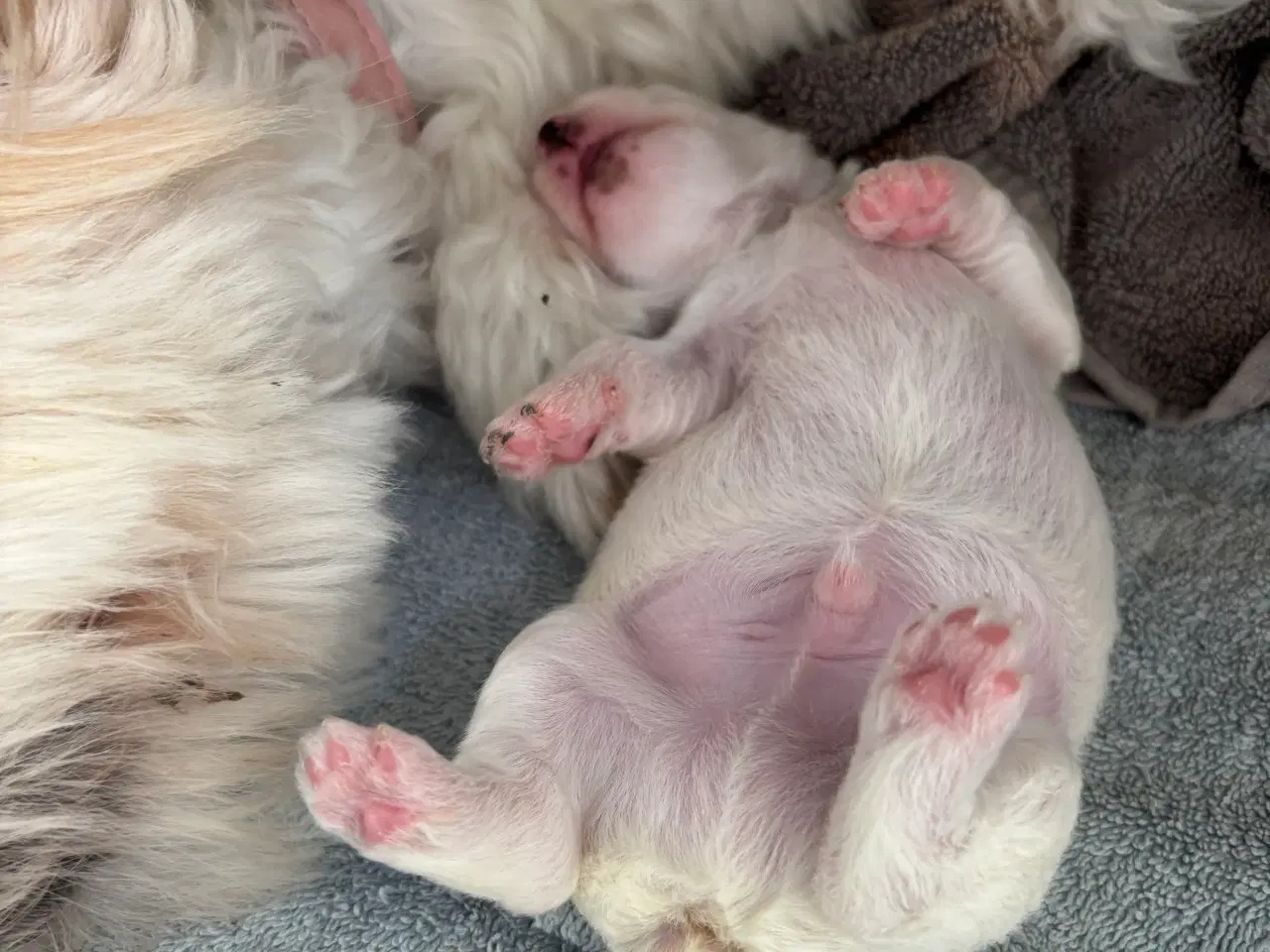 Billede 3 - Hundehvalpe sælges