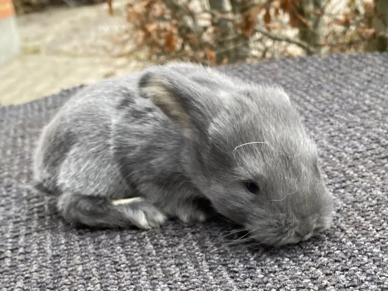 Billede 5 - FRANSK VÆDDER HAN VILDTBLÅ